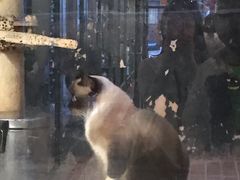 -猫咪博物馆(顶澳仔猫街店)