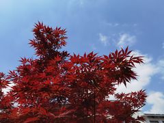 -苏州公园(双塔街道)