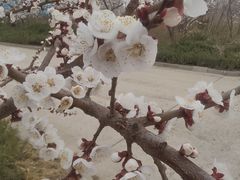 -塘沽森林公园