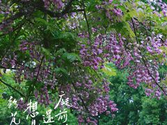 -嘉定紫藤园