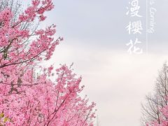 -顾村公园