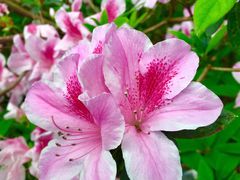 -广州市白云山风景名胜区