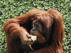 -西霞口神雕山野生动物世界
