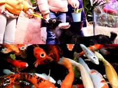 -正佳雨林生态植物园