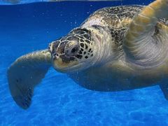 -芜湖新华联大白鲸海洋公园