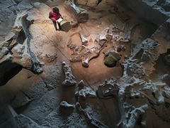 -自贡恐龙博物馆