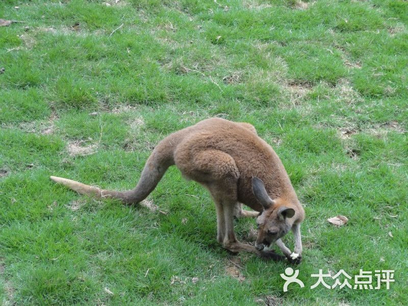 杭州動物園大象圖片-北京動物園-大眾點評網