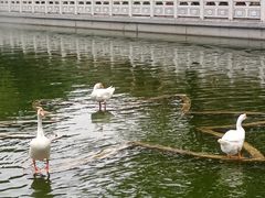 -广东圆玄道观