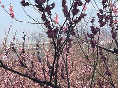-香雪海