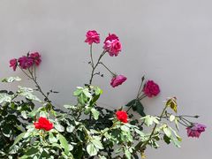 -月栖华明-云间草堂清茶馆(泗泾古镇店)