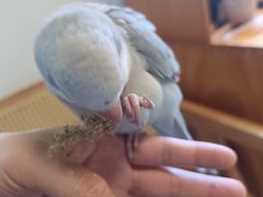 -吉丁鸟咖·异宠·寄养