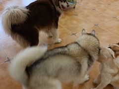 -Let's go狗咖·猫咖·奶狗·桌游(春熙路IFS店)