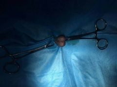 -菲尔斯特宠物医院