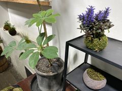-植觉