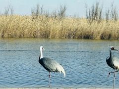-盐城丹顶鹤湿地生态旅游区