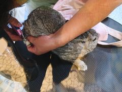-momokira米努特·德文卷毛猫·棉花面纱犬