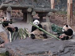 -都江堰中华大熊猫苑