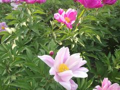 -济南国际园博园