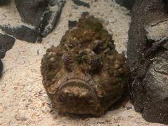 -悉尼海洋生物水族馆