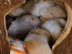 -怪兽屋·羊驼·猫咖·狗咖(俊华广场店)