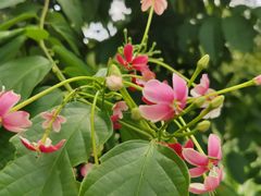 -中国科学院华南植物园