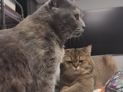 -艾贝尔宠物医院 ·内科全科(梁溪路店)