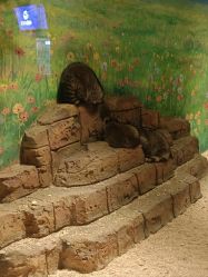 -长沙云顶星河游乐园(步步高·梅溪新天地店)