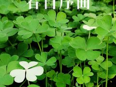 -南阳卧龙岗武侯祠