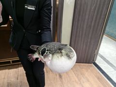 -鲐赏河豚(长寿店)