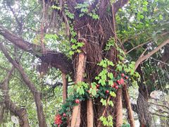 -柴犬高等学院·狗咖·柴犬售卖·宠物训练