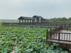 -天津东丽湖风景区