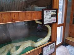 -上海大自然野生昆虫馆(东方明珠·爬宠昆虫探索中心)