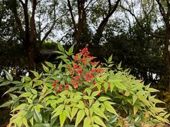 -贡湖湾湿地公园