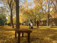 -三里屯东五街银杏大道