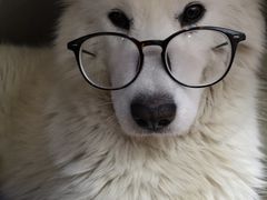 -美联众合动物医院(·中兽医·疑难杂症·严家桥分院)