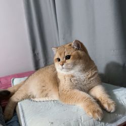 -HEYAN荷妍专业脱毛连锁机构