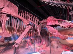 -正佳自然科学博物馆