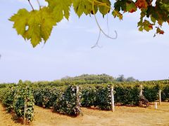 -北京张裕爱斐堡酒庄