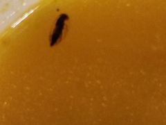 -四海游龙(大华店)