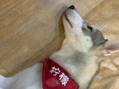 -Husky Go! 哈士奇体验馆·宠物咖啡厅狗咖
