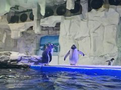 -华夏文旅海洋公园