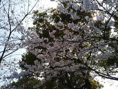 -高东镇樱花园