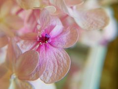 -行者书屋大堂吧 ·下午茶(南京圣和府邸酒店)