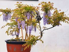 -龙华寺