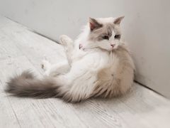 伊丽莎白-共舞时光猫咖·狗咖(新街口店)