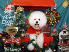 -超宠爱宠物摄影-Super pet