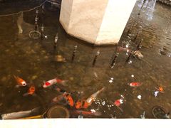 餐厅-碧中海汤泉汗蒸酒店