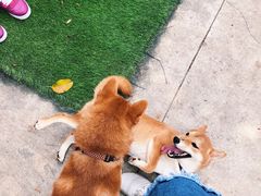 -柴犬高等学院·狗咖·柴犬售卖·宠物训练