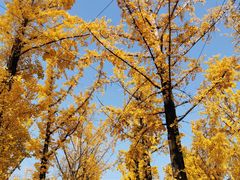 -百林公园-两江幸福广场