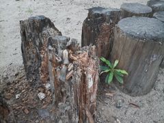 -宁波九龙湖开元度假村